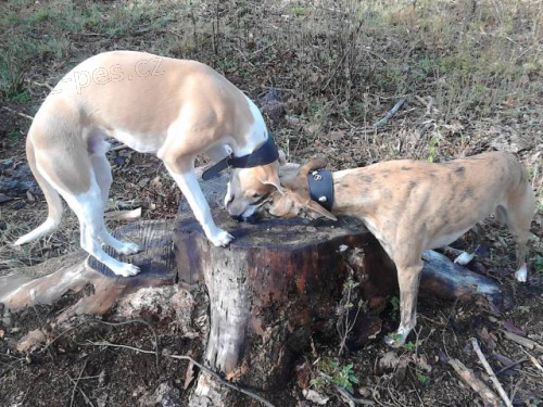 Ven�en�, hl�d�n� ps� a ko�ek v Kladn� a okol�