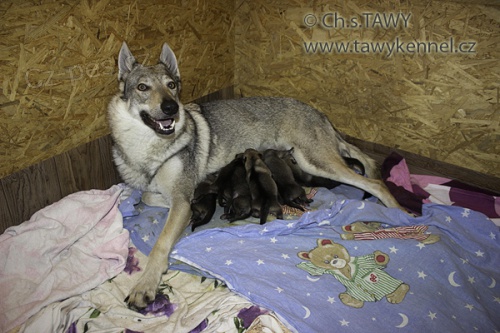 �eskoslovensk� vl��k s PP