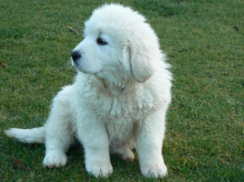 odb�r ihned-�t�n� podhalansk� ov��k