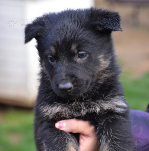 n�meck� ov��k s pp fenka