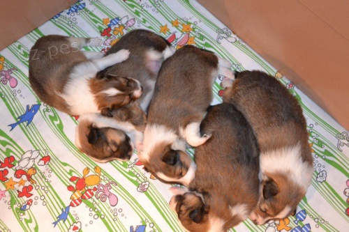 �ELTIE - zlat� �t���tka S PP