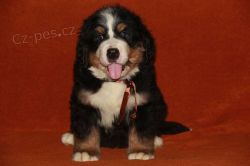 Bernsk� sala�nick� pes