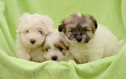 �t��ata Coton de Tul�ar