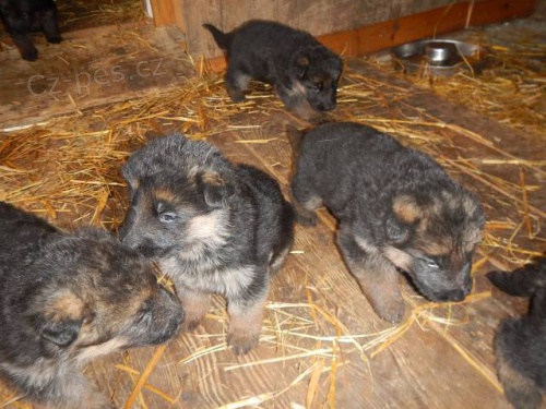 Prod�m �t��ata NO s PP