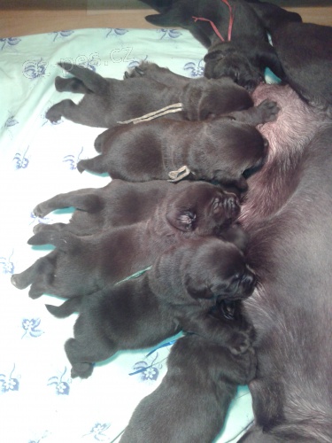 Labradorsk� retr�vr-�okol�dov� �t�n�tka s PP