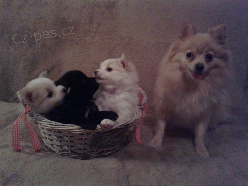 �t��ata n�meck� �pic mal� na prodej