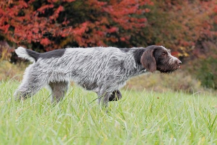 �esk� fousek - �t���tka s PP