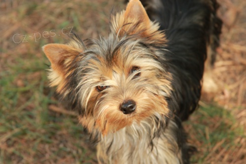 Pejsci jork��rsk�ho teri�ra