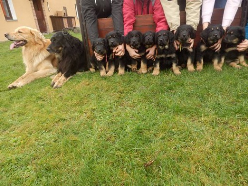 Hovawart st�n� s PP