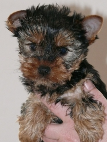 Jork��rsk� terier