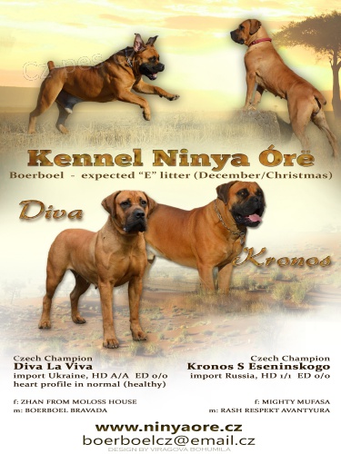Boerboel �t��ata s PP