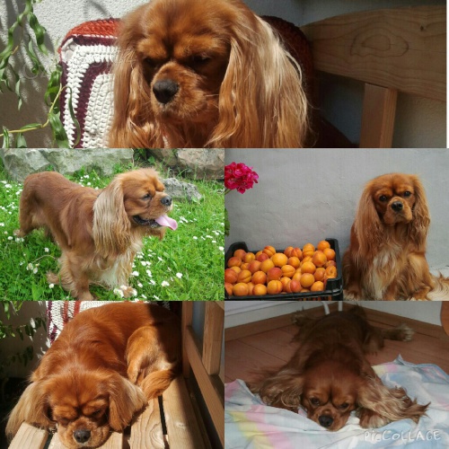 nab�z�m ke kryti  3 roky pejska s PP v ruby kozisku 