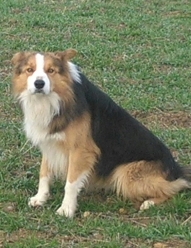 Pes border kolie ke kryt�