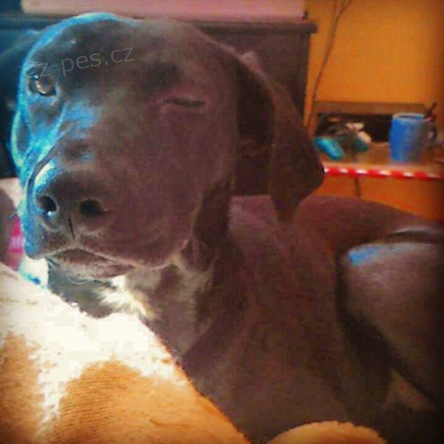 Hled�m pejska ke kryt�