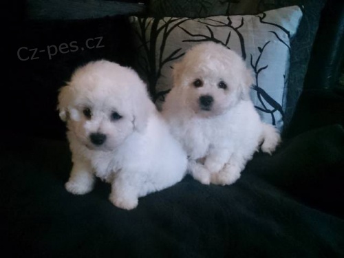 Prod�m - Bi�onek s PP.