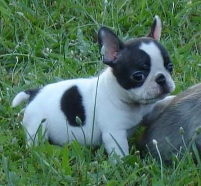 P�kn� mu� a �eny francouzsk�ch buldo�k� na prodej