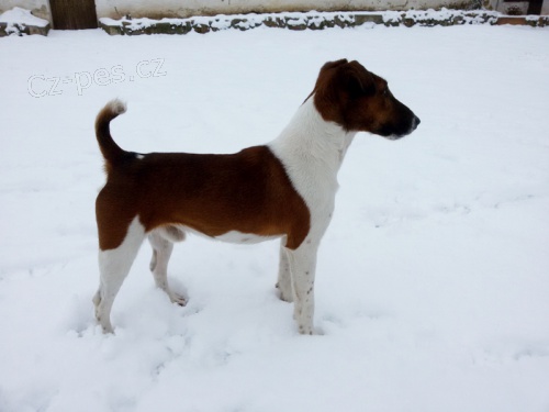 Foxteri�r hladkosrst� 2,5roku