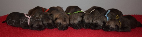 Saarloos�v vl��k