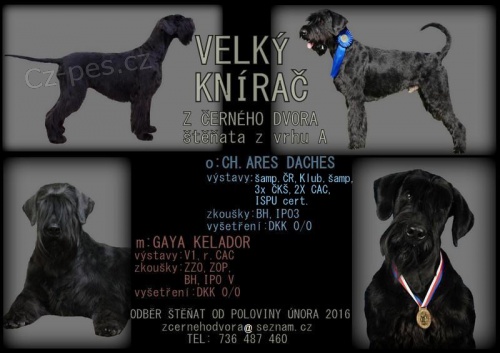 Kn�ra� velk� �ern�-�t���tka s PP