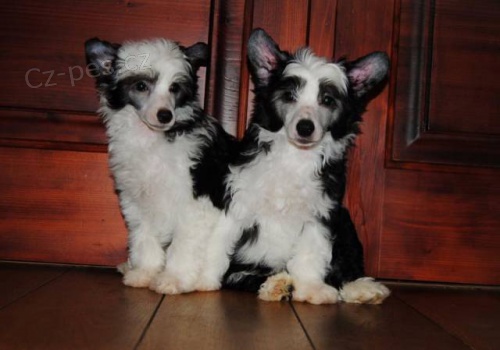 ��nsk� chocholat� pes