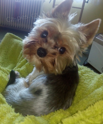 Jork��r ke kryt�