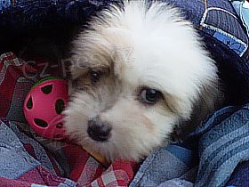 Coton de Tule�r, nov� �len va�� rodiny