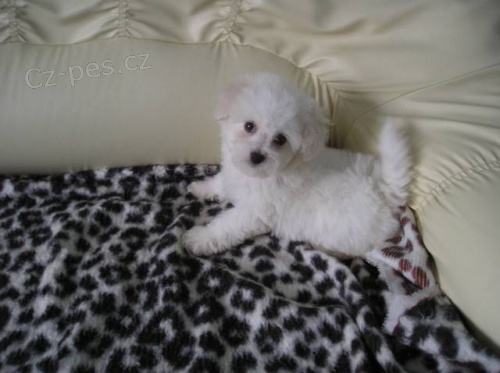 Bi�onek fris� s PP