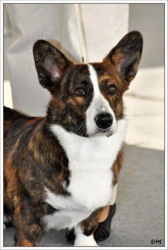 Welsh corgi cardigan ke kryt�