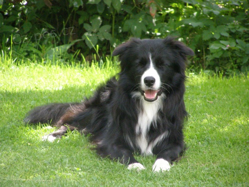 Border kolie pes ke kryt� bez PP