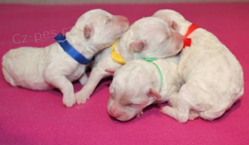 Bi�onek - �t���tka