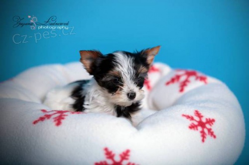 Barevn� jork��rkov� s PP