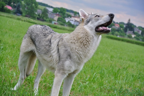 Dorren �ed� Poklad pes s PP/Uchovn�n