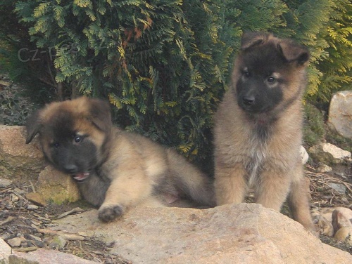 Belgick� ov��k tervueren