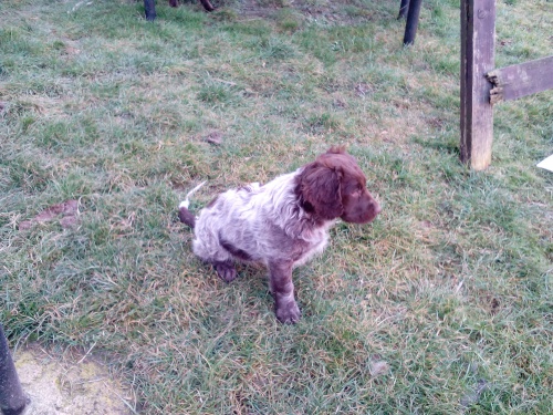 N�meck� k�epel�k