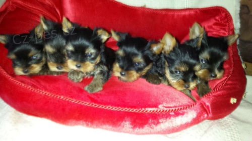 Jork��r teri�r-�t���tka s PP