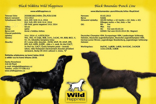 �t���tka Flat Coated Retrievra ze zahr. spojen�