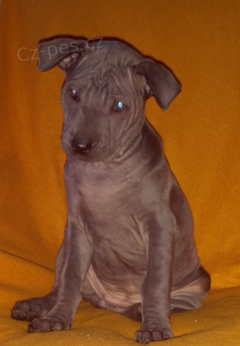 thajsk� ridgeback - �t���tka