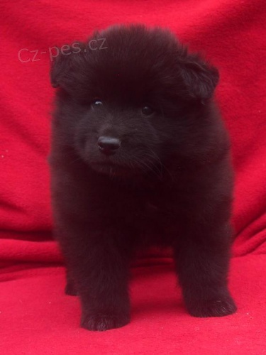 N�meck� �pic velk� �ern� prod�m �t��ata s PP