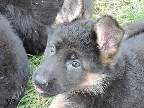 Prod�me �t��ata n�meck�ch ov��k� s PP