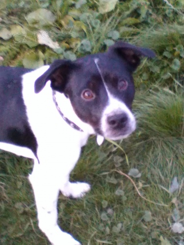 Nab�z�m ke kryt� PRT