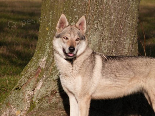 �t�n� �eskoslovensk�ho vl��ka