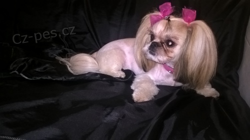 hled�me pejska Shih-tzu ke kryt�