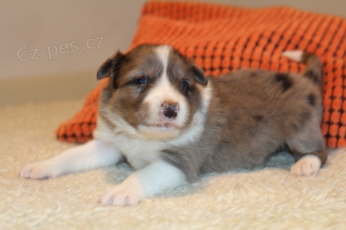 Border kolie �t���tka s PP