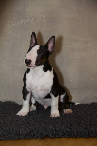 Miniaturn� bullterier