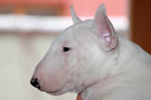 Miniaturn� bullterier