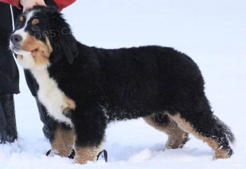 Bernsk� sala�nick� pes