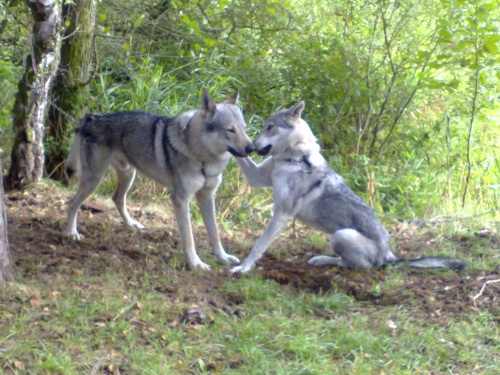 �eskoslovensk� vl��k - Chovn� stanice SERIGALA vrh B