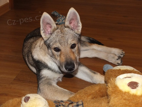 �t�n� �SV s PP k prodeji