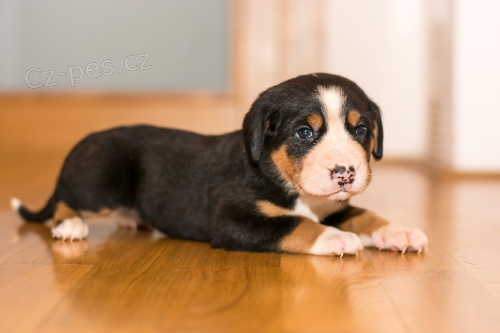 Velk� �v�carsk� sala�nick� pes �t��ata