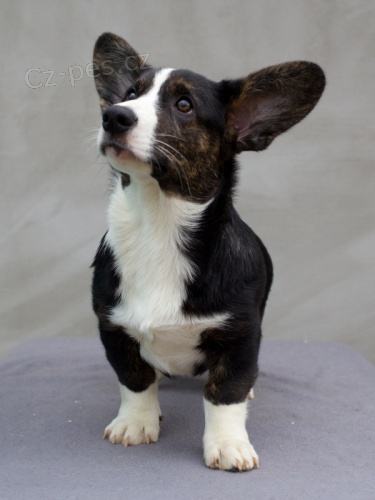 Welsh Corgi Cardigan - �t��ata, fenky
